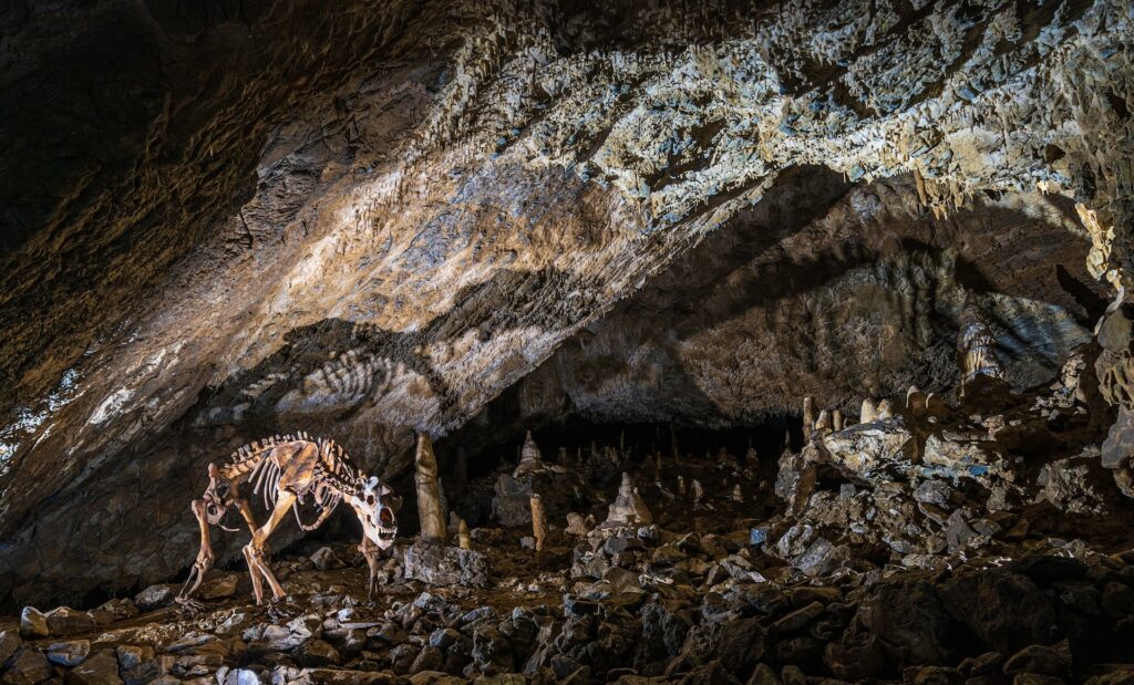 Höhlenbär - Skelett in der Baumannshöhle